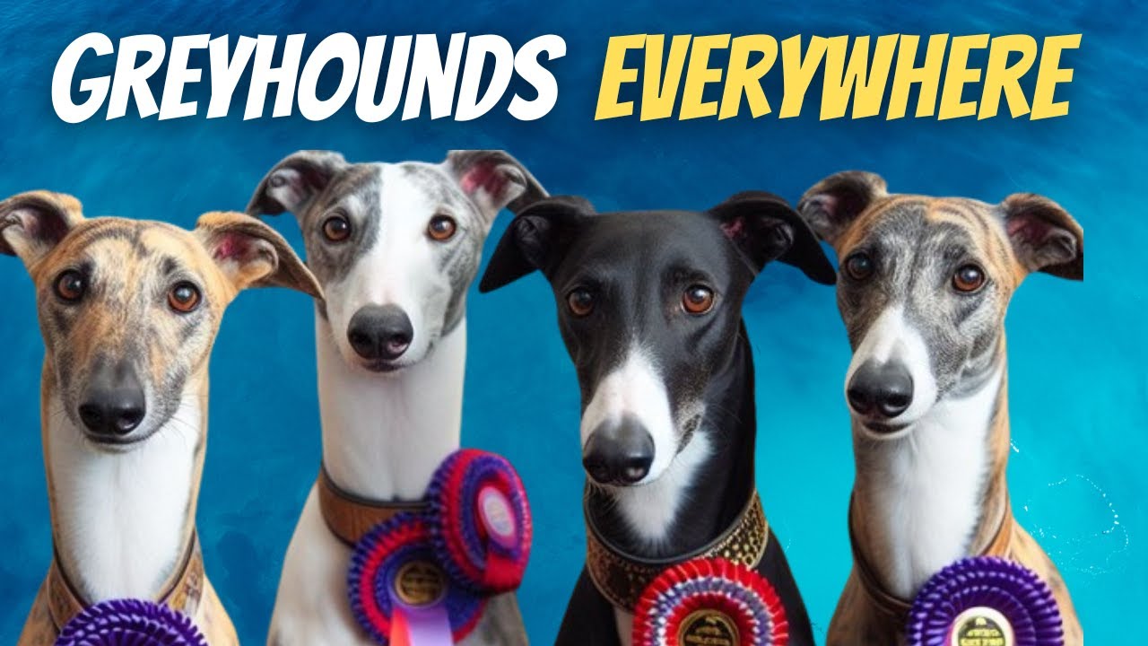 Have you ever seen this many Greyhounds?