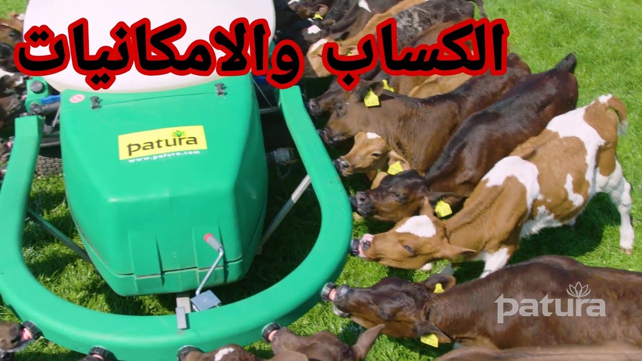 شوف الكسابة وتوفير الوسائل اللازمة لراحة البقر الحلوب الماعز الغنم