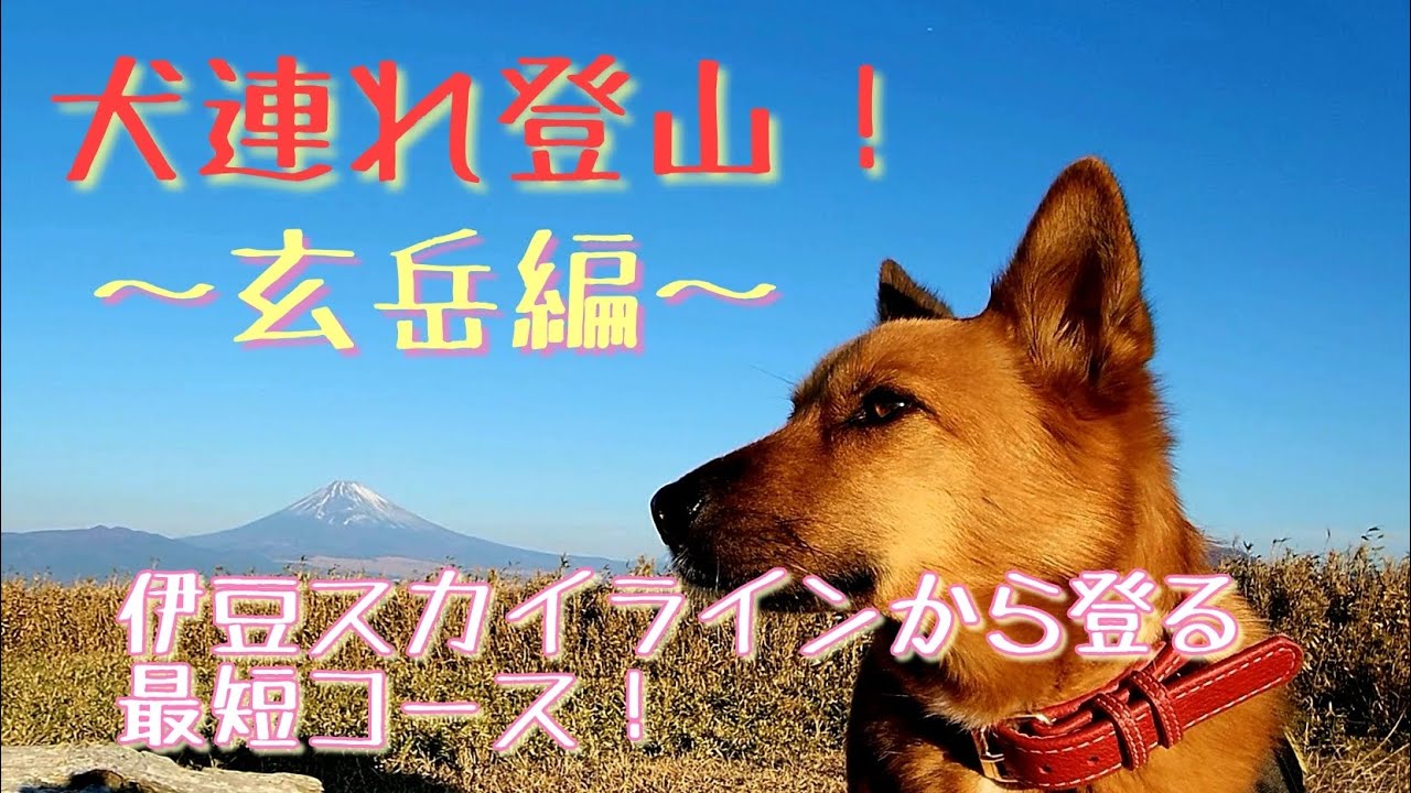 【犬連れ登山！】玄岳編。伊豆スカイラインから登る！最短コース！