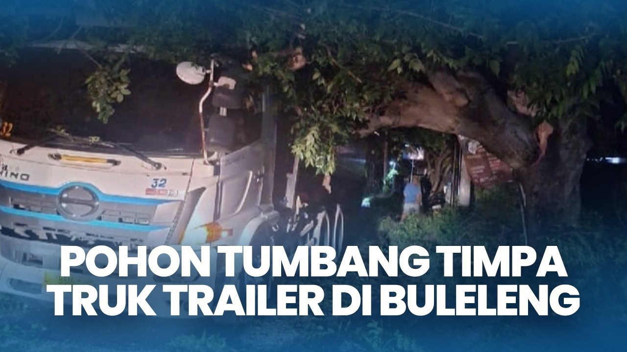Diterjang Angin Kencang, Pohon Tumbang Timpa Truk Trailer di Giri Emas Buleleng Bali