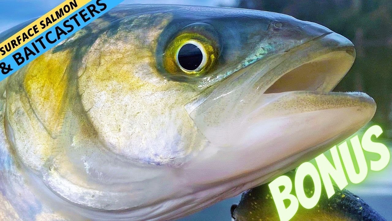 БОНУС ОТ ЛОСОСЯ BAITCASTER &mdash; Почему стоит быть наблюдательным!