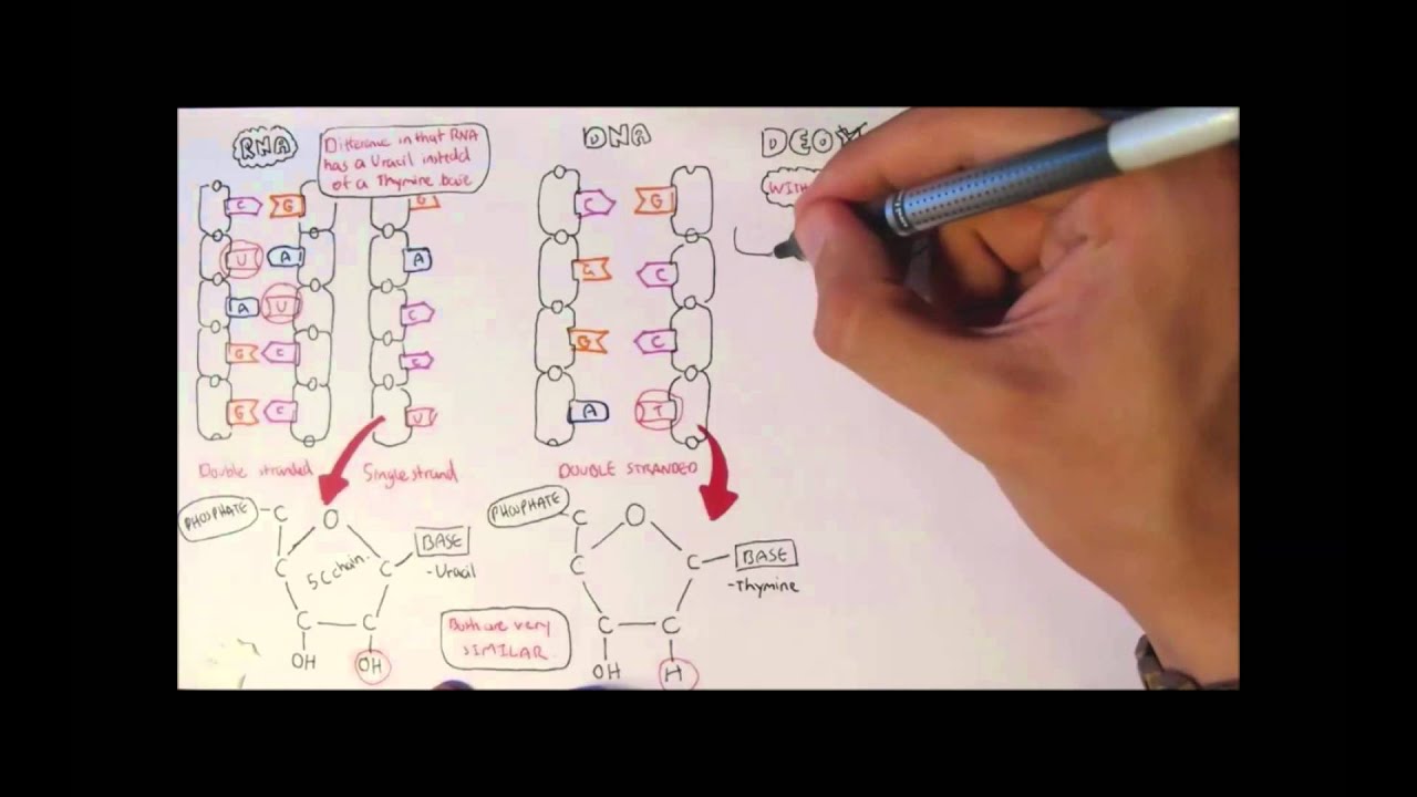 DNA Structure