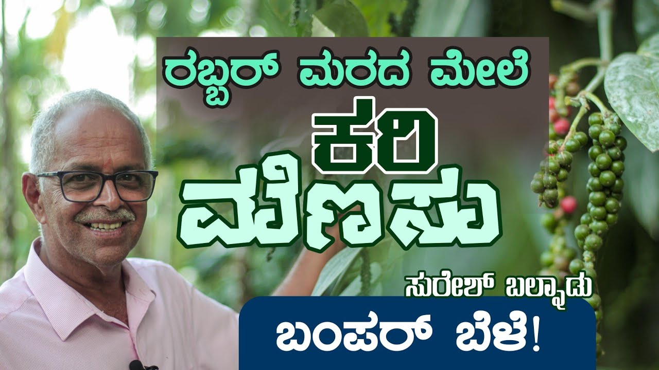 Pepper in rubber plantation | ರಬ್ಬರ್ ಮರದ ಮೇಲೆ ಕರಿಮೆಣಸಿನ ಬೆಳೆ | Suresh Balnadu
