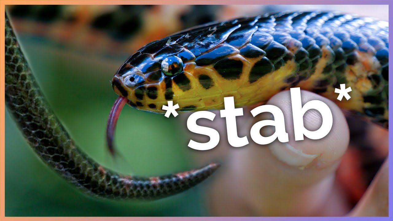 This Rare, Aquatic Snake Stabs You With Its Tail!
