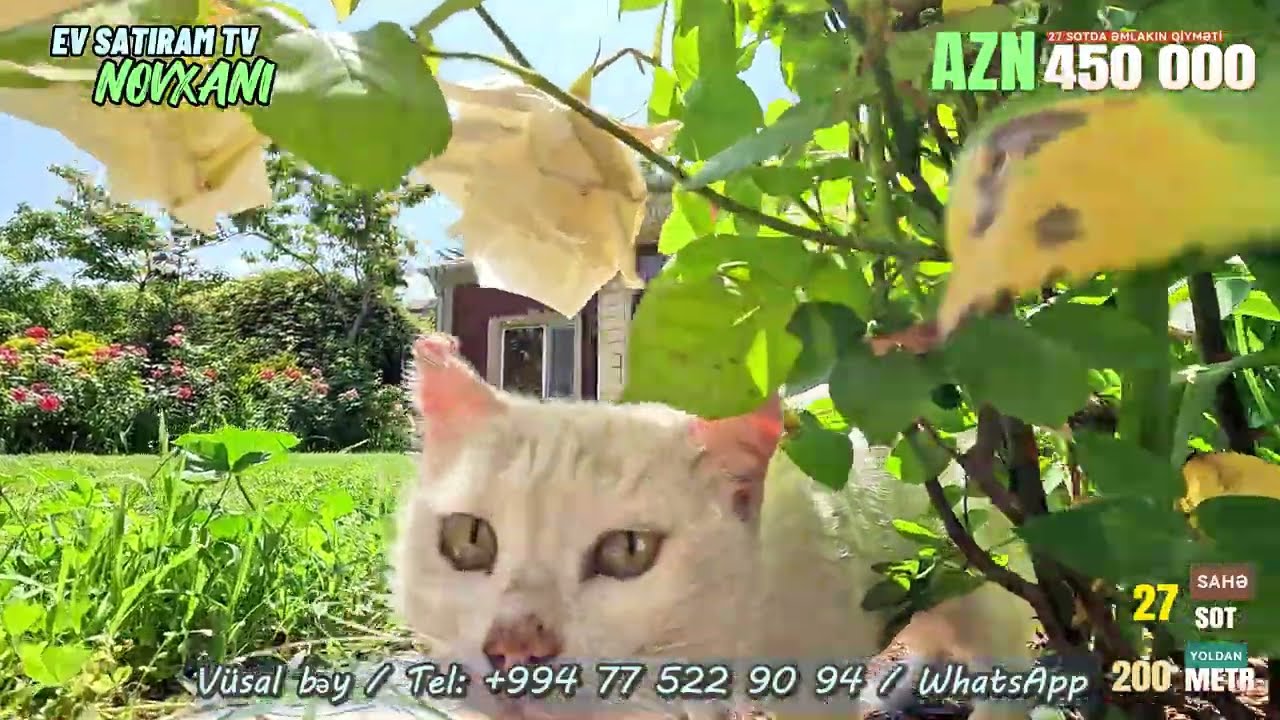 🌟Novxanıda, 27 sotda – Dənizə yaxın,🌳 zəhmətlə qurulmuş CƏNNƏT! TORPAQ QİYMƏTİNƏ!