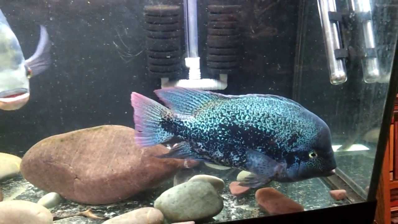 Vieja Guttulata / Paratheraps Guttulatus