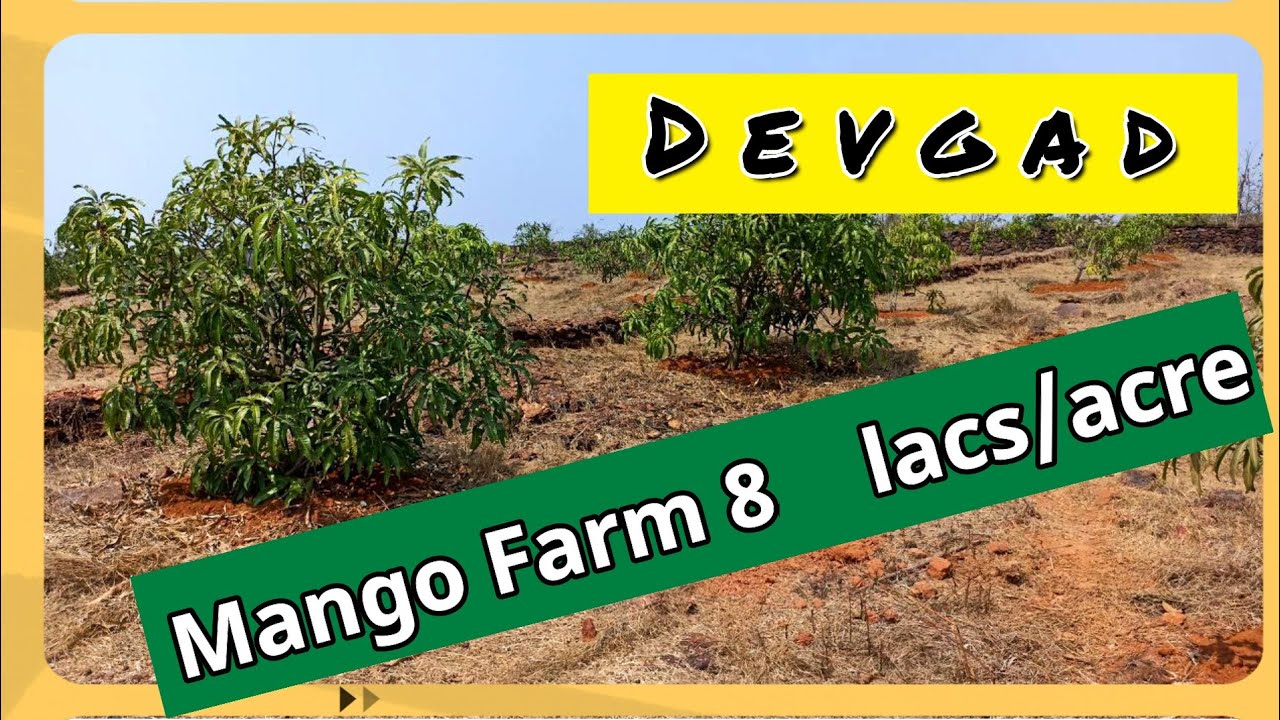 ID 166/4 Devgad alphanso mango farm just 8 lacs/acres देवगड हापूस आंबा बाग ८ लाख/एकर  9371129848