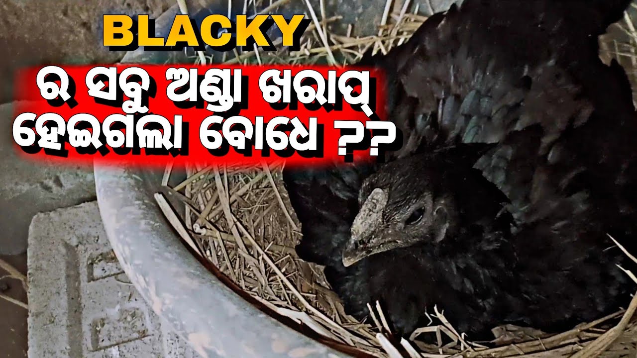 ପୁଣିଥରେ ମୋ ସହିତ ସବୁ pet ର ଦେହ ଖରାପ😓😓😢