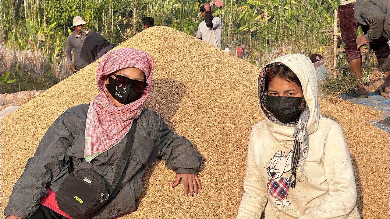 Buchil vlog #ricefield #video #vlogs #viralvideo 