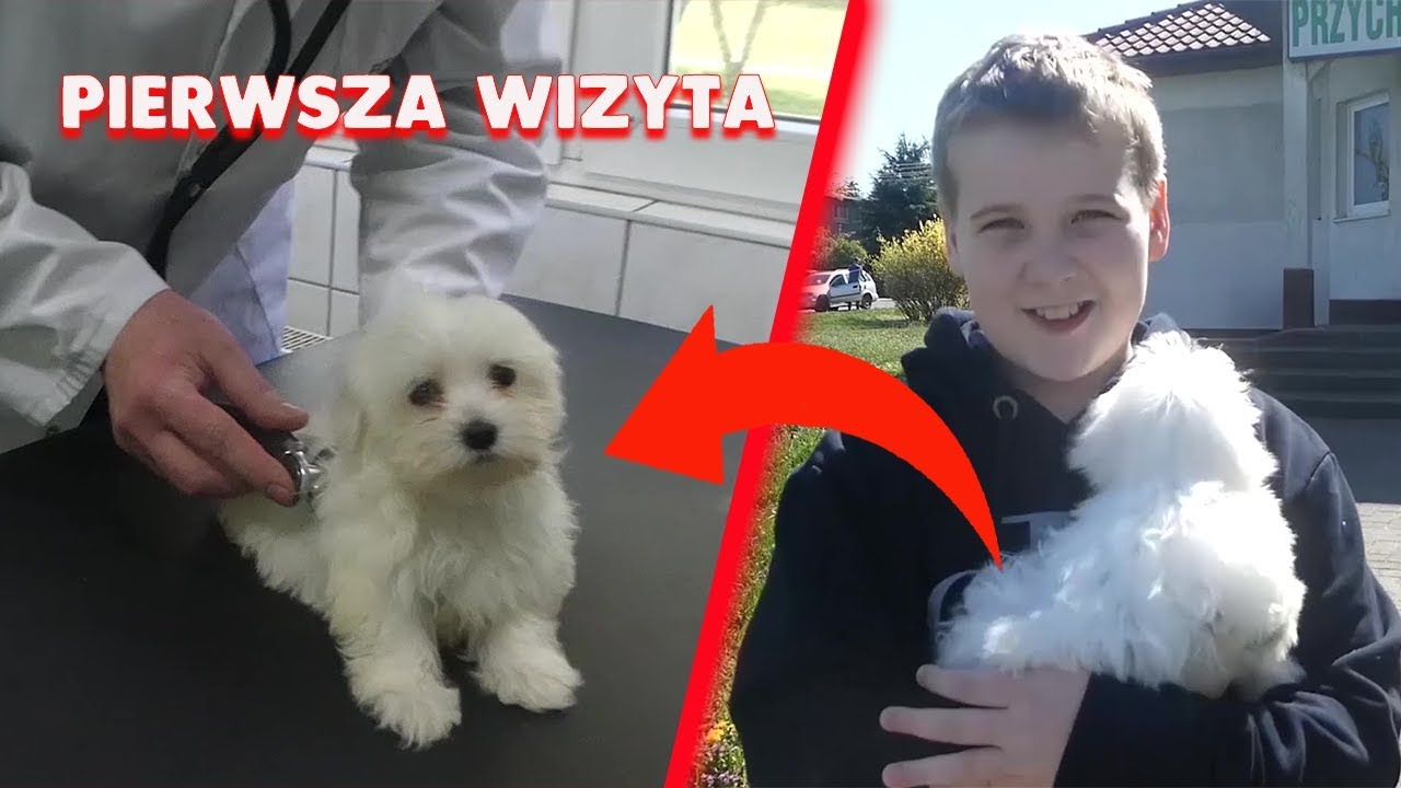 👨‍⚕️U Weterynarza 🐶 ze szczeniakiem - pierwsza wizyta | ROBSON TEST