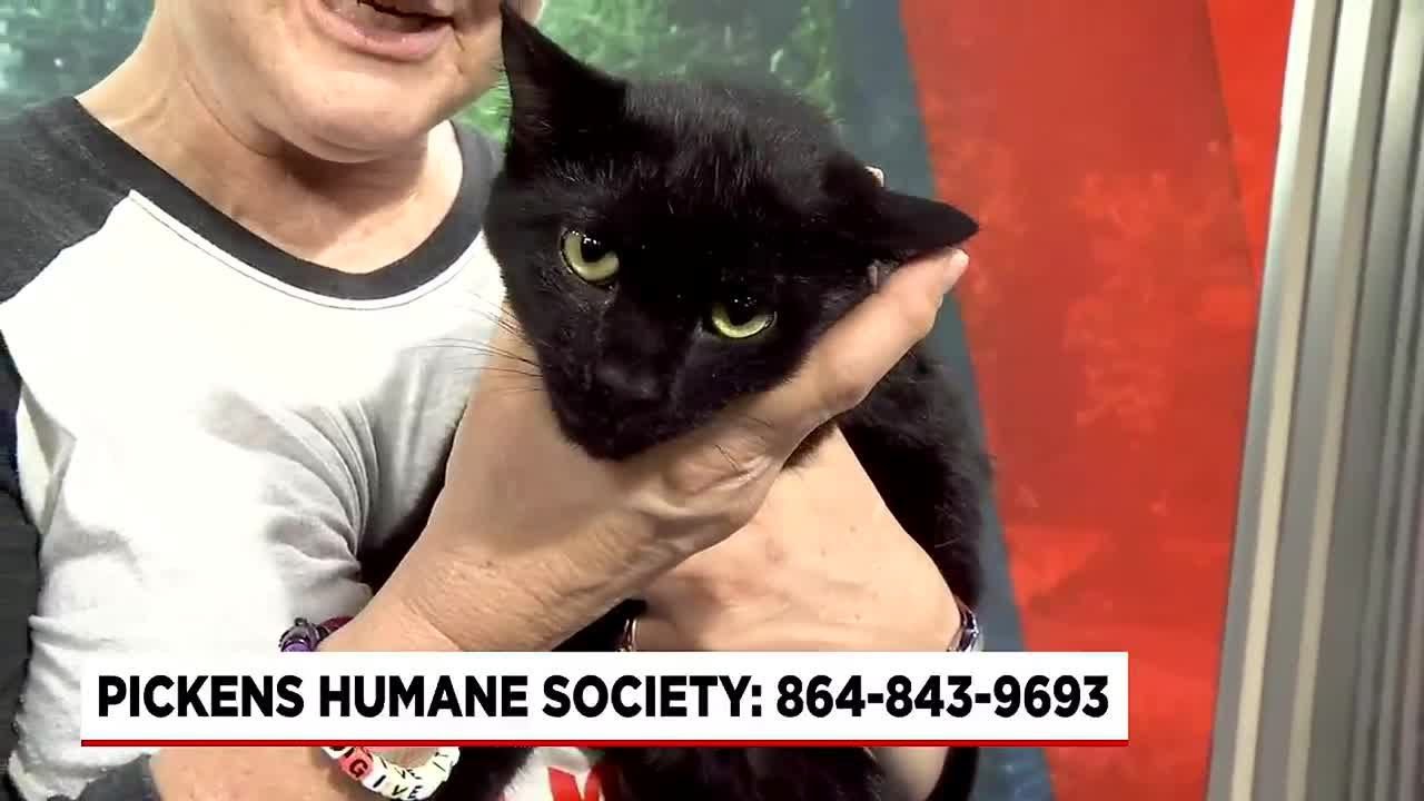 Four Legged Friends- Casanova