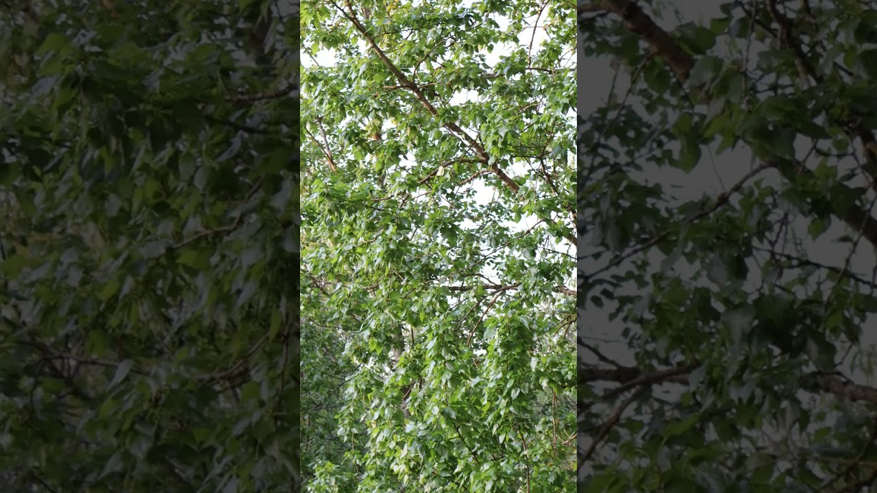 Magical Forest Flute 🌿 Healing Melody for the Soul #healingmusic  #relaxingflute