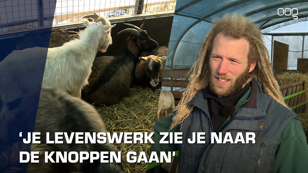 Enige geitenhouder in gemeente Groningen vreest einde van zijn bedrijf door nieuwe regels