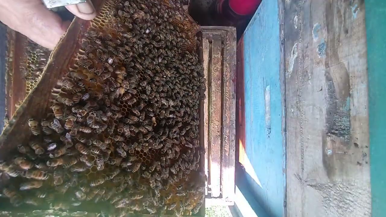 Отводку корпус,матка F1 В-01,бакфаст.