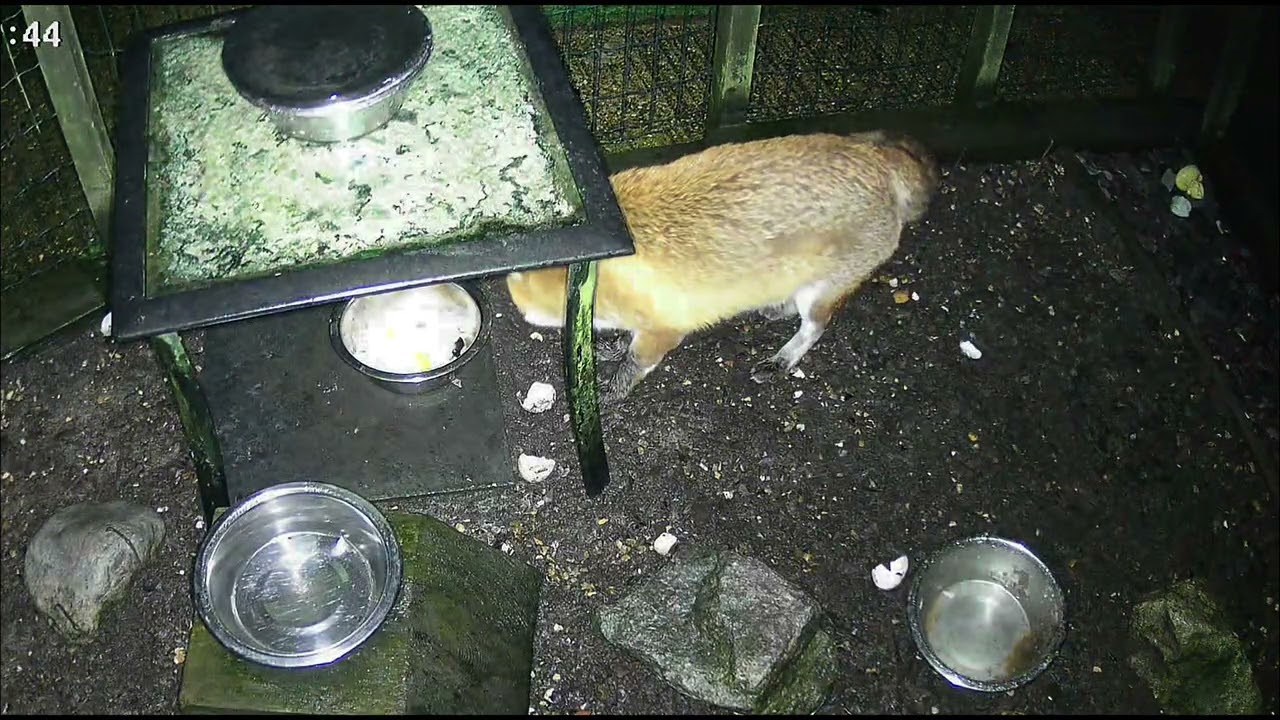 Our Family of Foxes - Maverick comes into the garden and Rubie had a quiet night 💜🦊💞