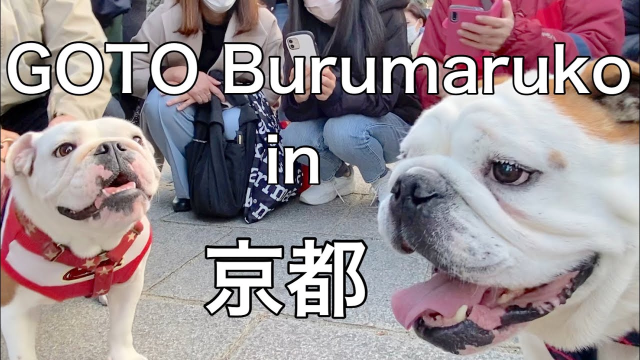 【ブルドックまめ】ついに！！夢にまで見た✨ぶるまるこちゃんに逢えたー‼️GOTO  Burumaruko in京都