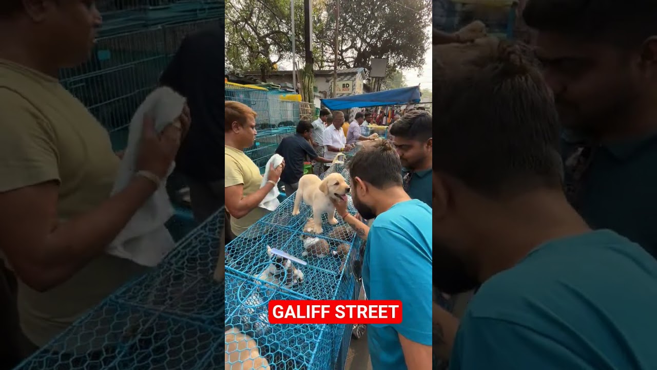 Galiff Street Pet Market। Dog Market #shorts #Dog #petmarket #galiffstreet