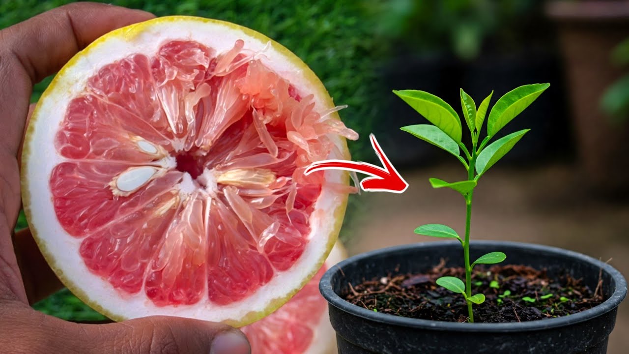 Grapefruit / Pomelo / Citrus Seed Germination | Citrus Plant from Seed