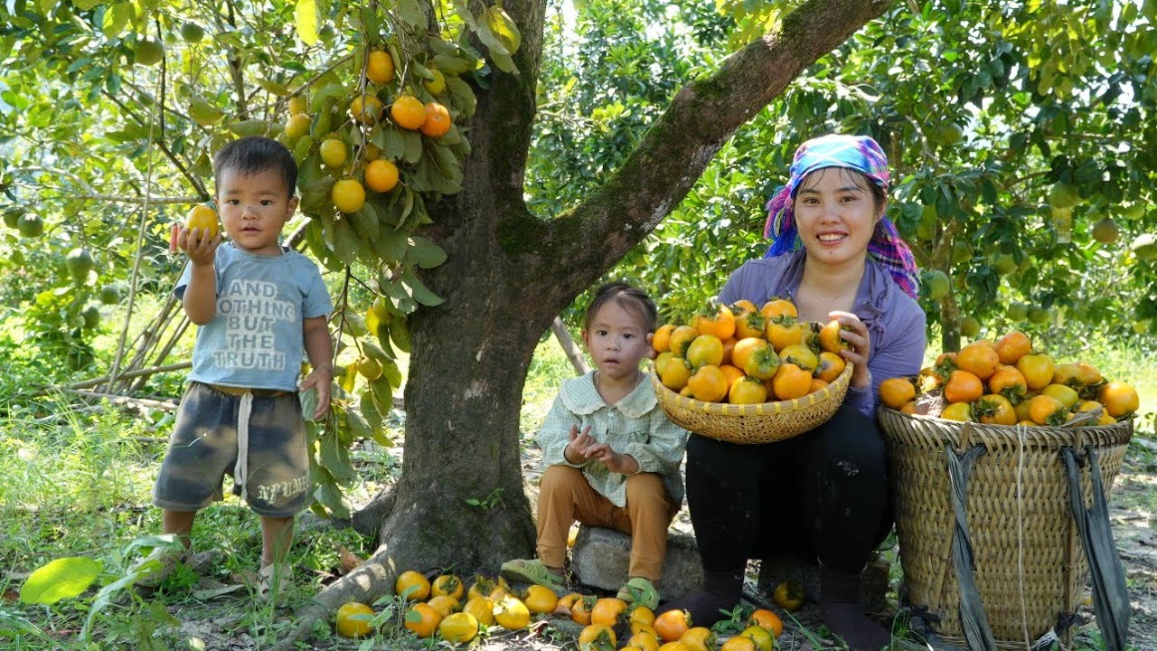 Harvest persimmons with the children to sell at the market - take care of chickens and ducklings