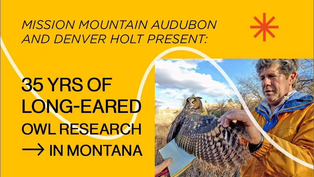 35 YRS OF LONG-EARED OWL RESEARCH IN MONTANA - by Denver Holt at Mission Mountain Audubon Society