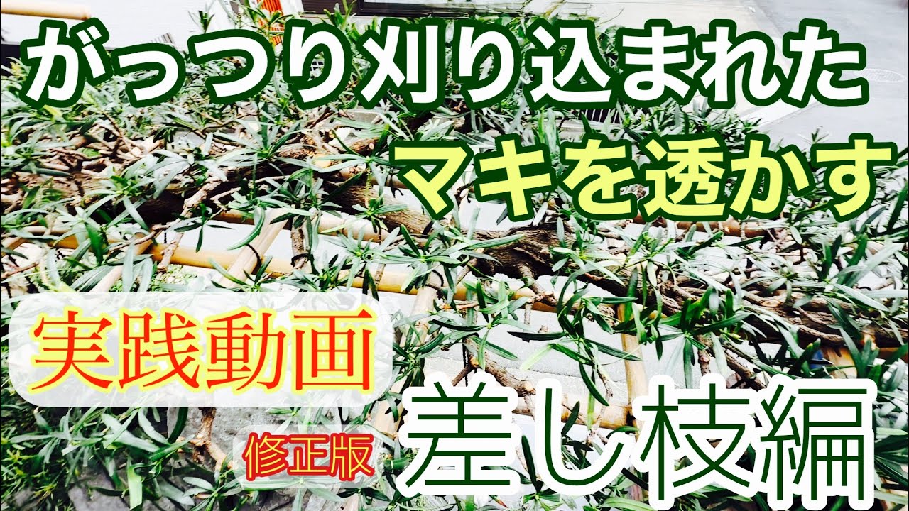 【上級者むけ】がっつり刈り込まれたマキの切り方【透かし剪定】