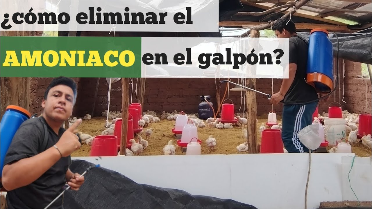 REDUCIR el AMONIACO en tu GALPÓN, POLLOS de ENGORDE 🐥
