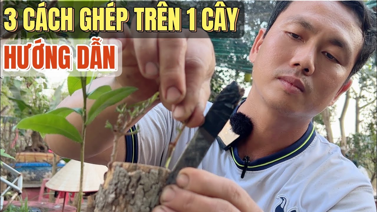 Hướng dẫn 3 kiểu ghép đọt ghép bo mắt ngủ và cách chăm sóc mai sau ghép tốt nhất ở vườn mai Lộc Tài