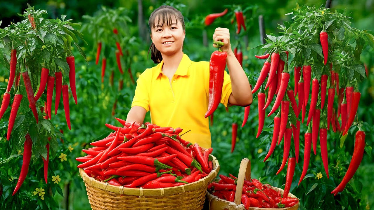 Harvesting Chilli and Selling at Countryside Market After 2 Years Building My Farm