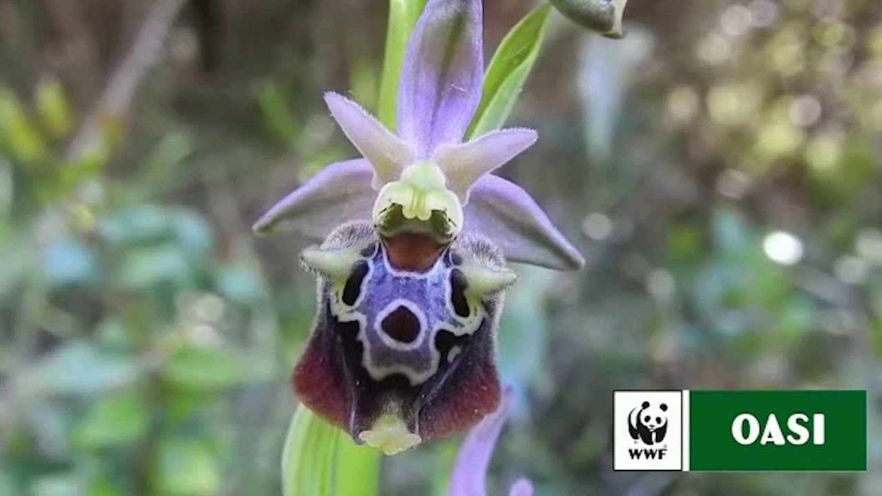 Visita nell'Oasi WWF Le Cesine - #GIORNATAOASI2020