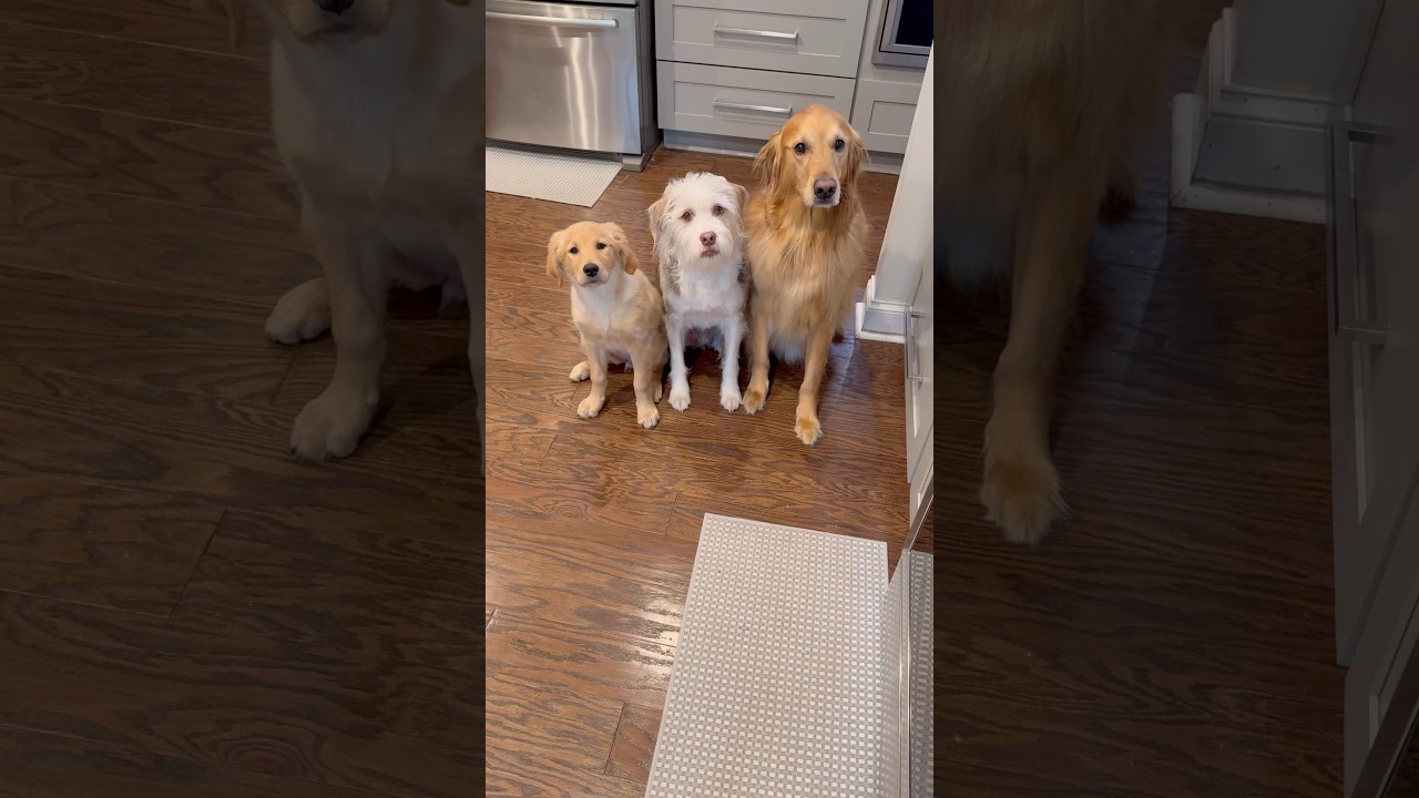 3 dogs is a lot&hellip; 😅