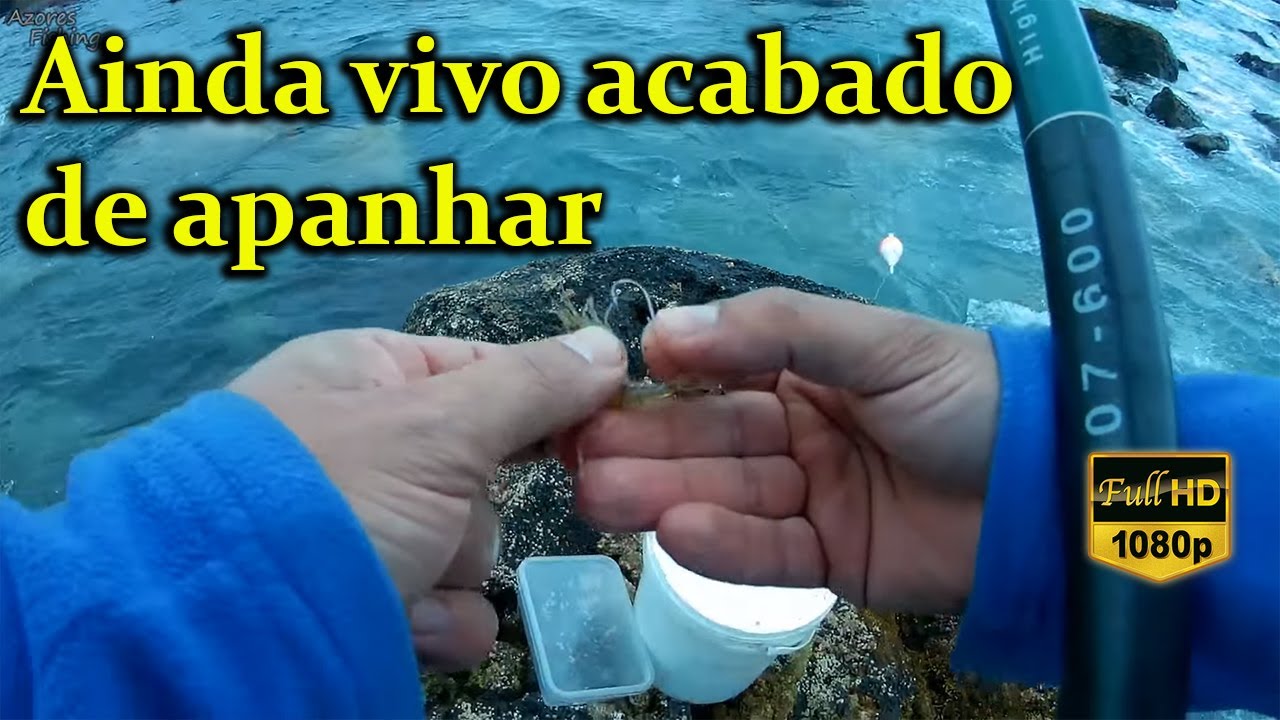 Como iscar camar&atilde;o fresco pequeno | How to hook fresh shrimp