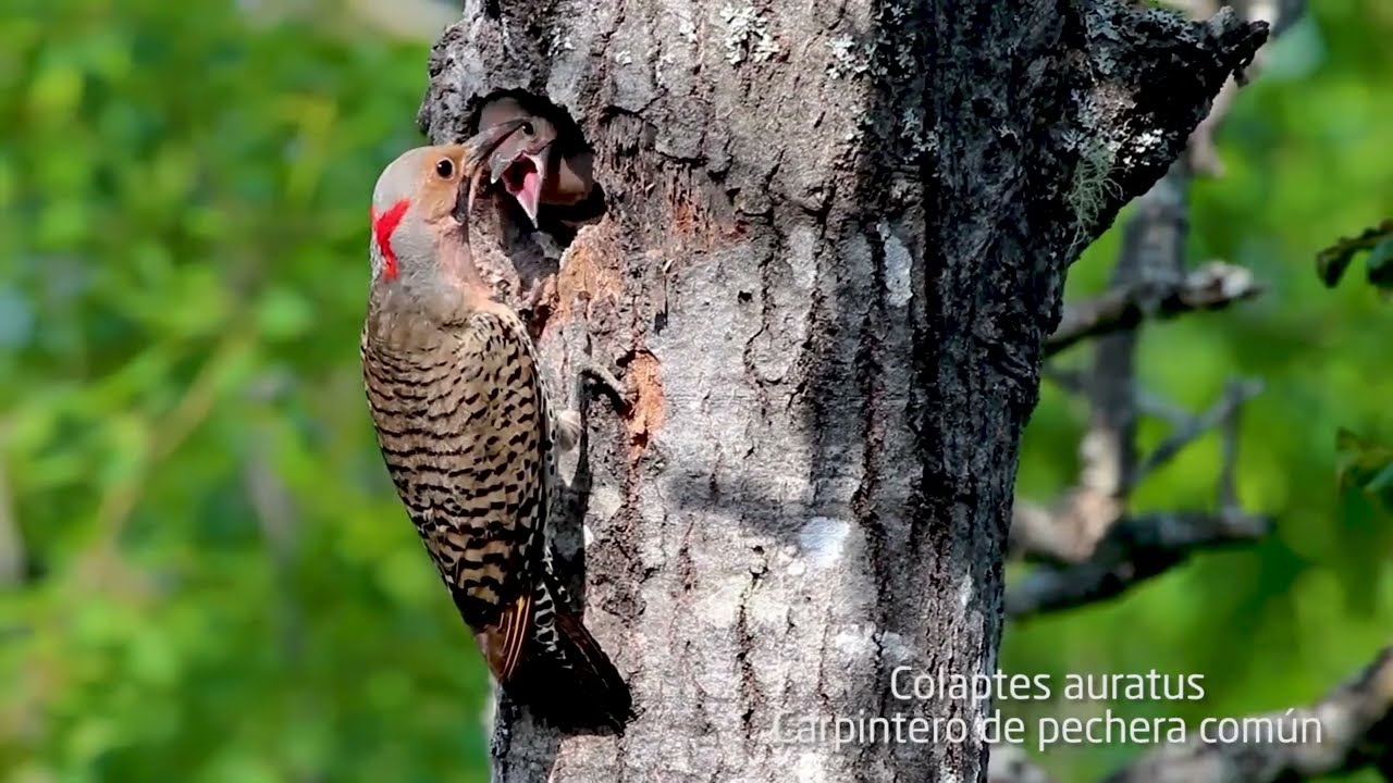 AVES DE MÉXICO. CARPINTEROS. SOLO AVES. 15 ESPECIES.