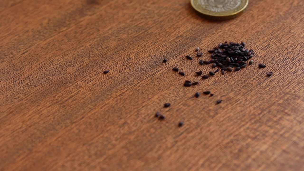 Black Chokeberry seeds - Aronia melanocarpa
