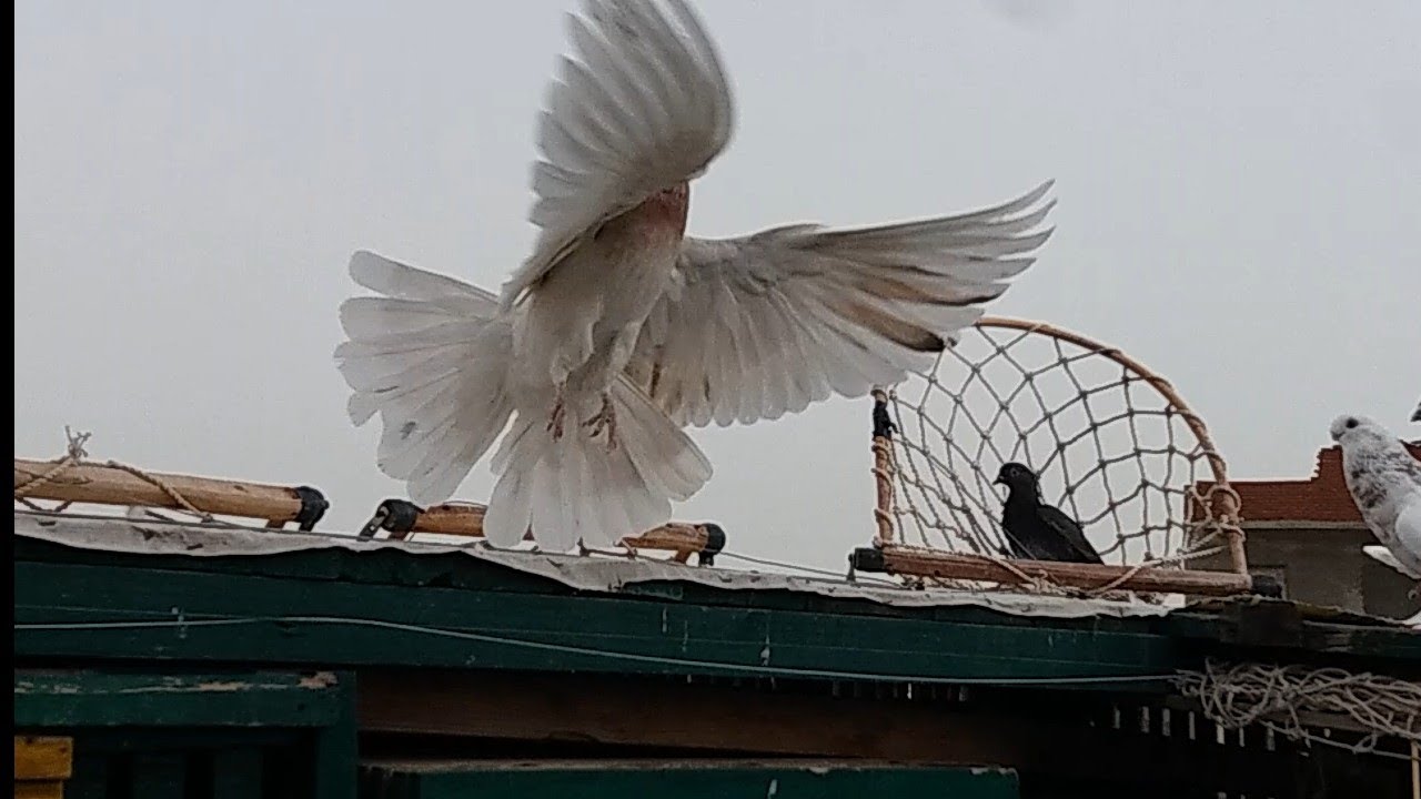 مسكت فرد حمام بارد اوى فى نش العصارى#التربووووابوحازم