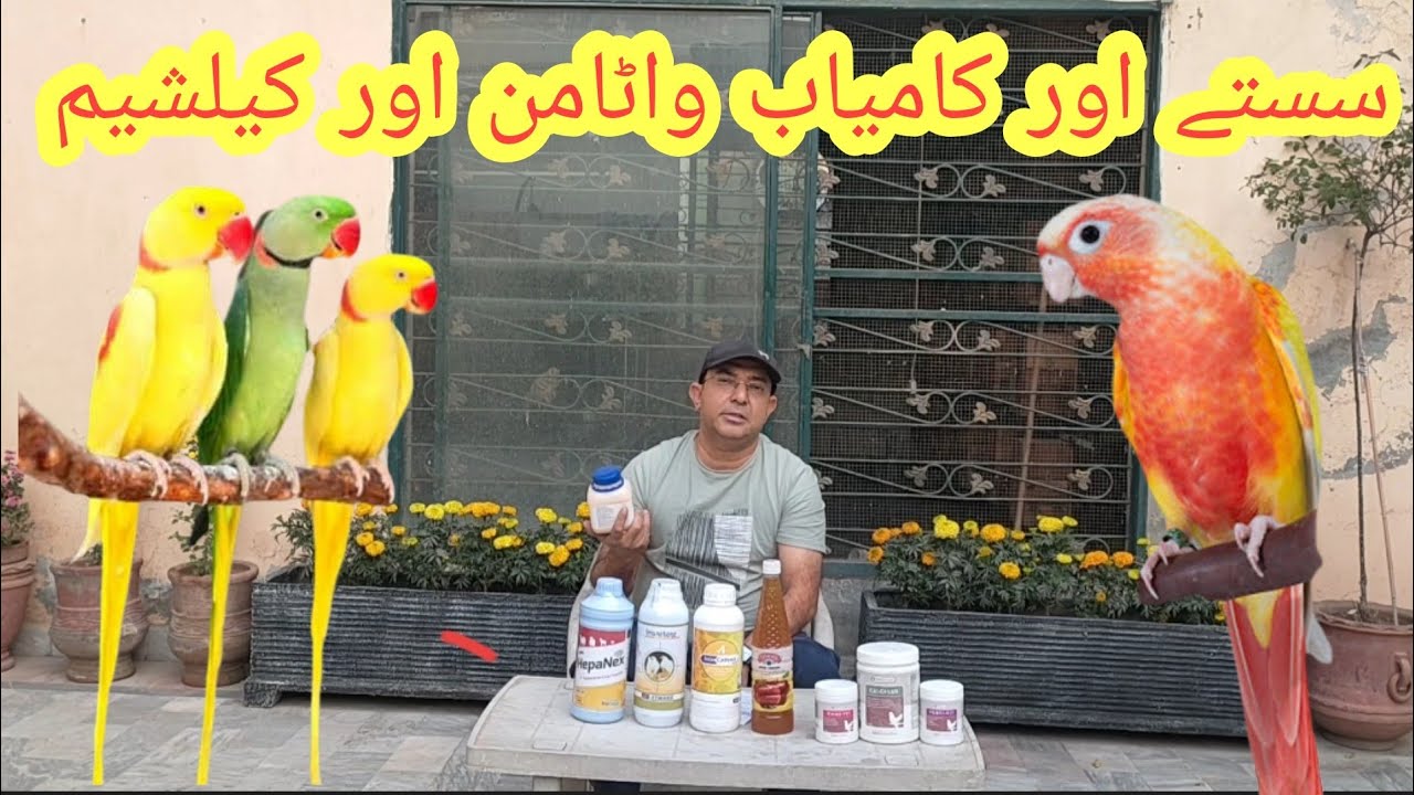 Cheapest vitamins And Calcium For Your Parrots Birds And Finches|| Big birds lovers||