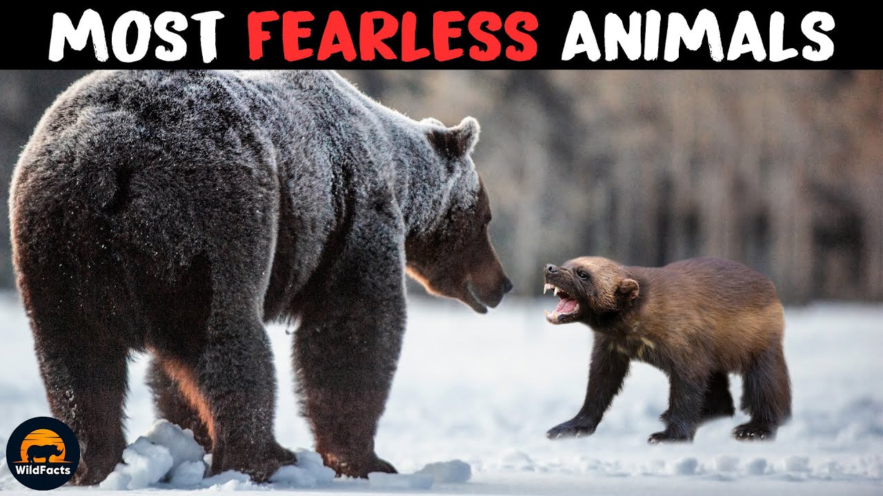 10 Most Fearless Animals in the World