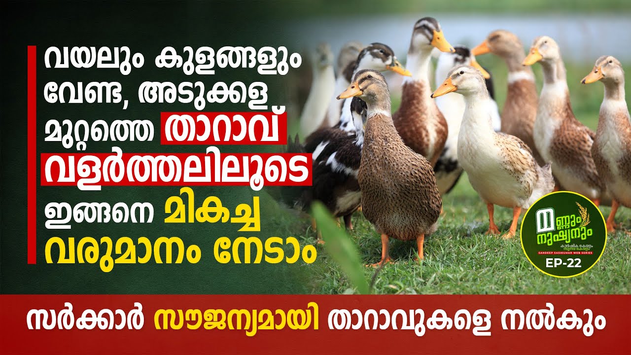 അടുക്കളമുറ്റത്തെ താറാവ്‌ വളർത്തലിലൂടെ മികച്ച വരുമാനം, സർക്കാർ താറാവുകളെ FREE ആയി നൽകും, Duck Farming