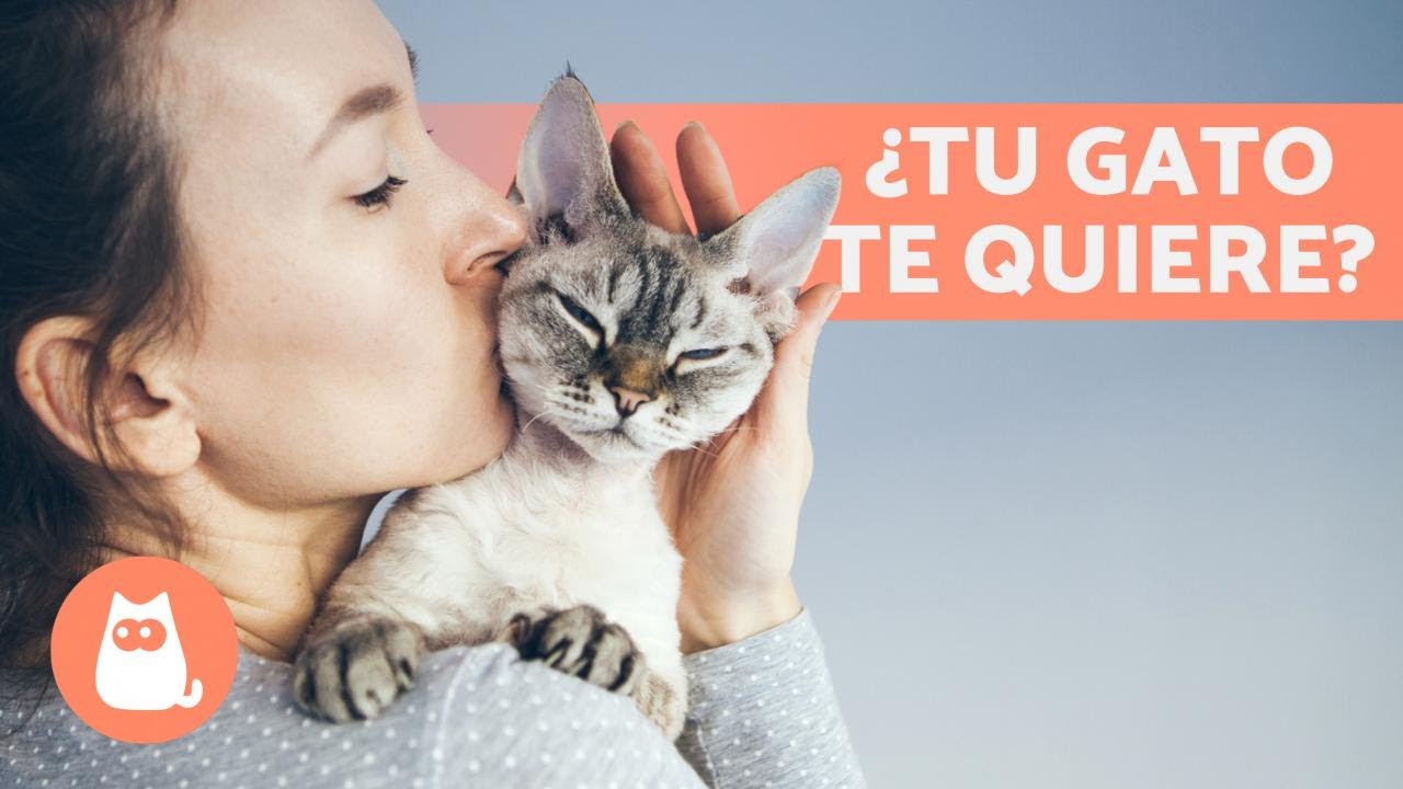 10 SE&Ntilde;ALES de que tu GATO te AMA 🐱❤️