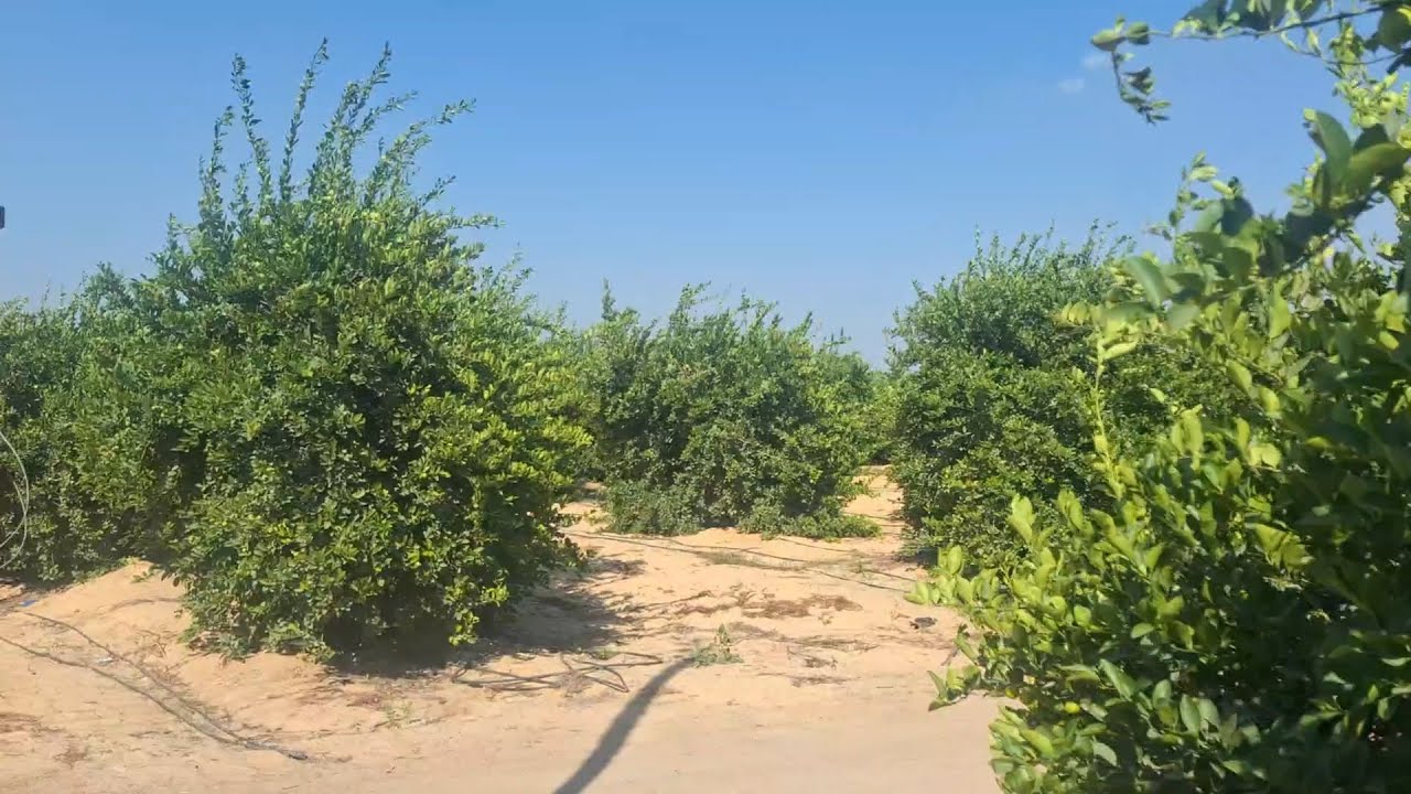 مزرعة 6 فدان في التحدي مينفعش فيها الكلام الفيديو بيقول كل الكلام طريق مصر اسكندرية الصحراوي