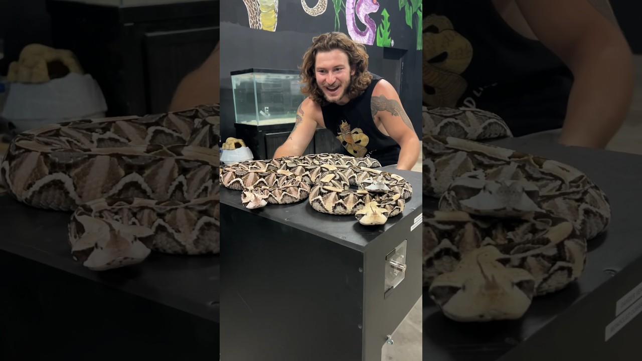 World&rsquo;s LONGEST FANGS! Gaboon Vipers! #shorts #short #animal #snake