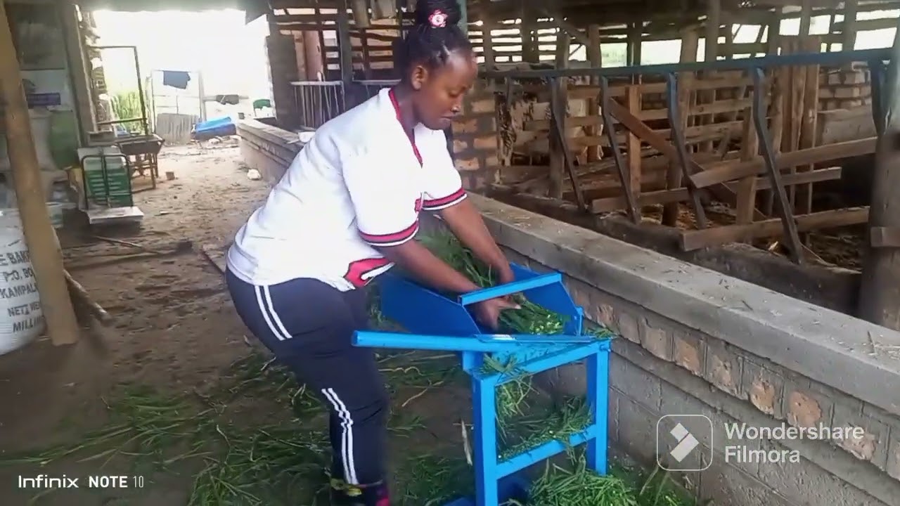 the magic of calliandra forage trees with Itungo Pastures +256700778980