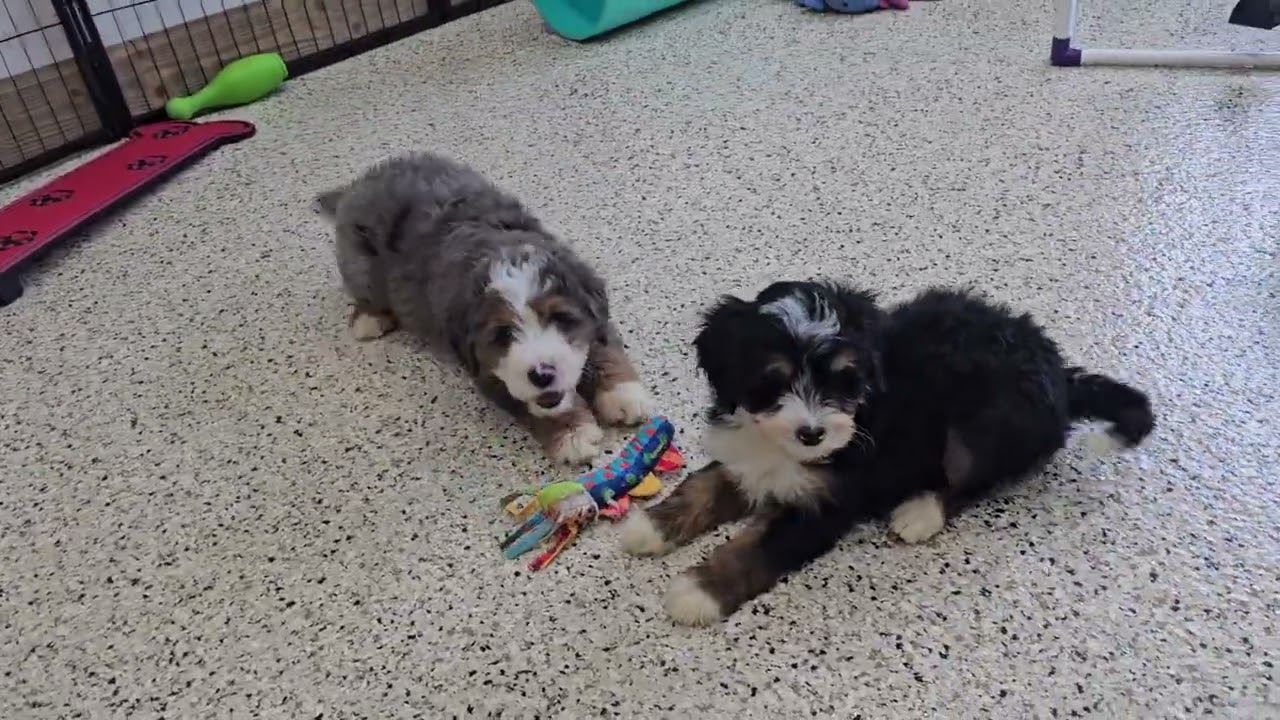 Cute Puppy Video Beany Mini Bernedoodle Puppy 