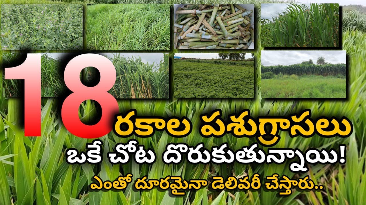 18 రకాల పశుగ్రాసం 8328137495 గడ్డి విత్తనాలు TRANSPORT AVAILABLE