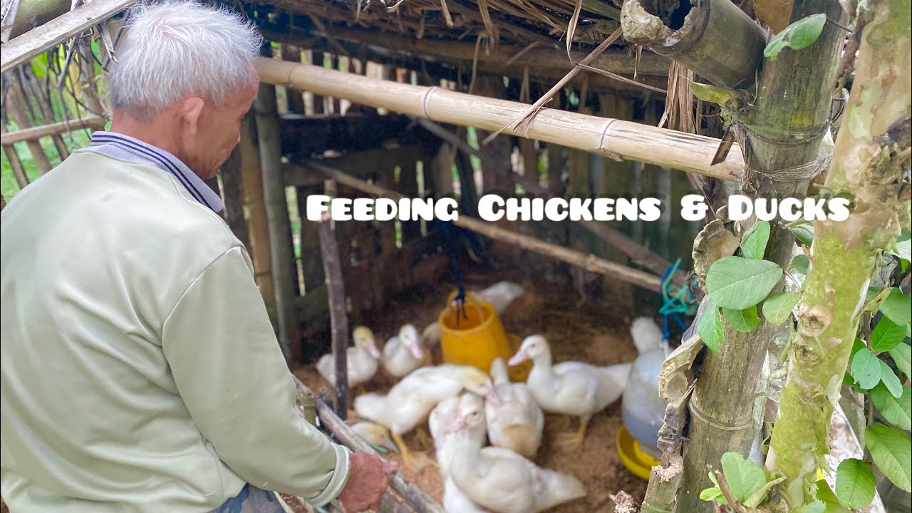Countryside Life: Father Feeding Chickens and Ducks