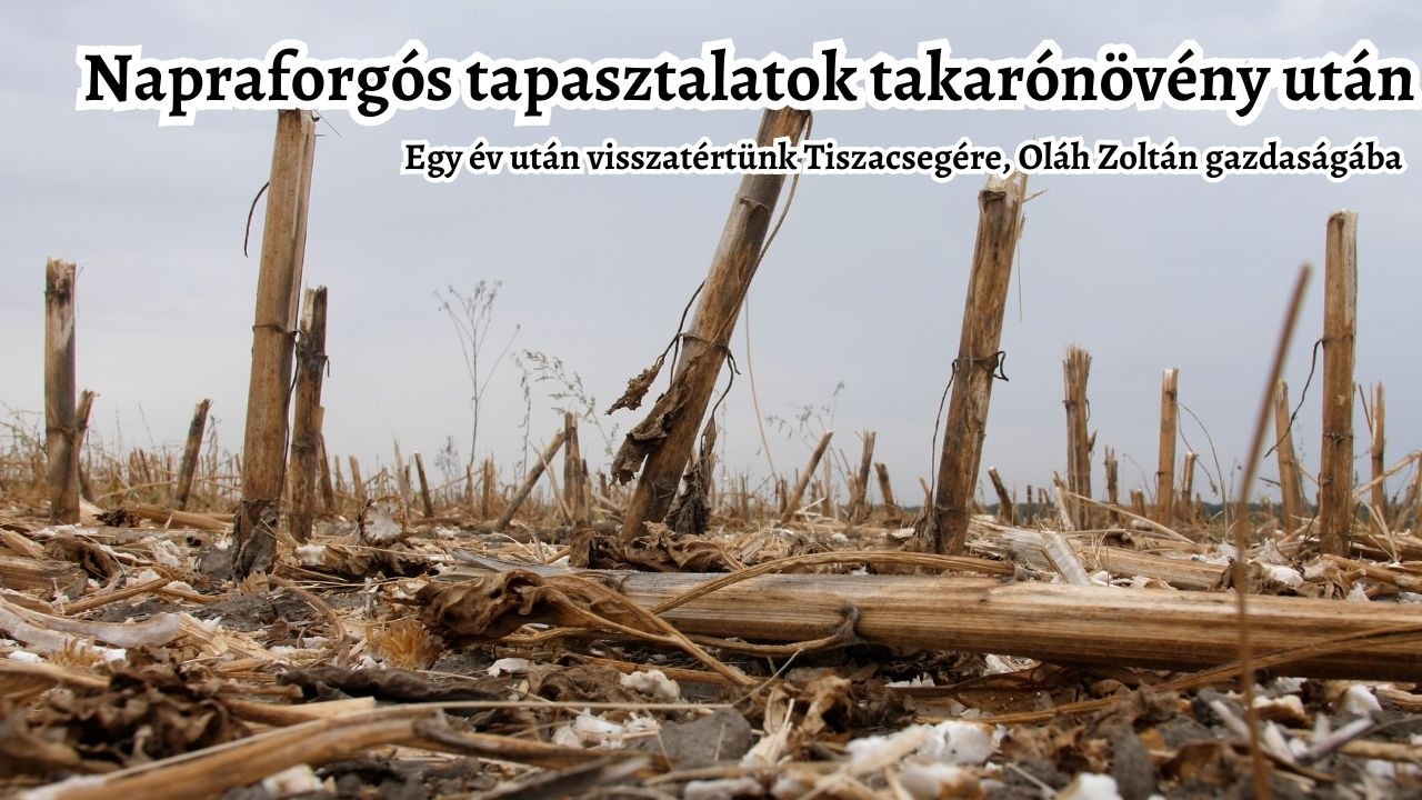 Alföldi napraforgós tapasztalatok takarónövények után - Visszatértem Tiszacsegére