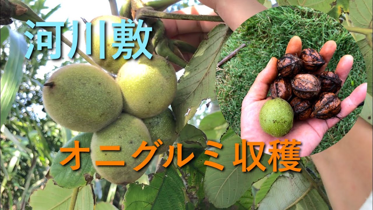 秋の味覚　河川敷でオニグルミ収穫