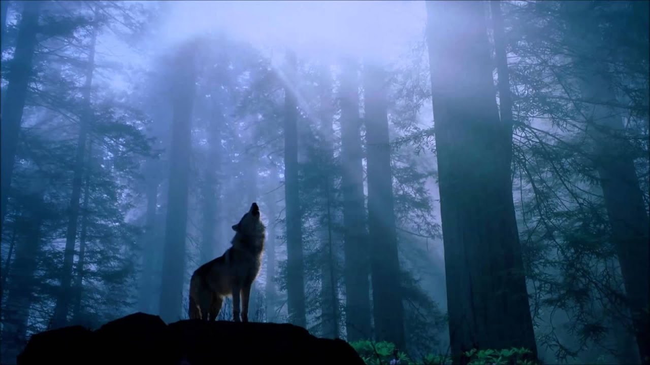 1 Hour Native American Flute & Acoustic Guitar Music for Meditation of Wolf Spirit