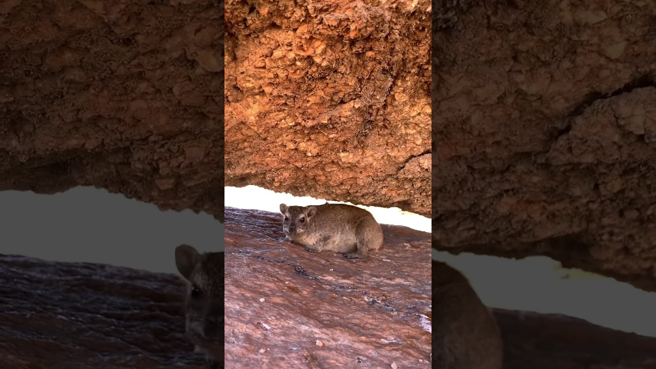 Cute dassie at the Namibian Spitzkoppe | Rock hyrax (Procavia capensis)