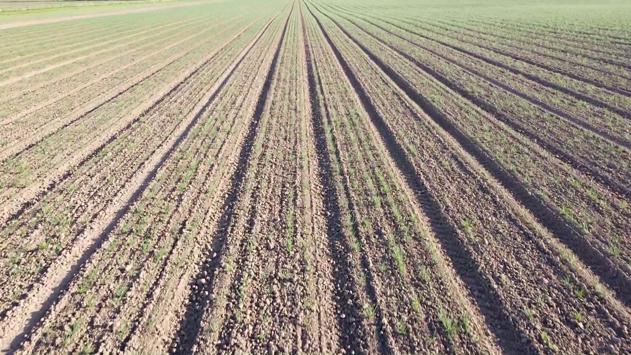 Crop inspection. Red Spring Sets and Shallots