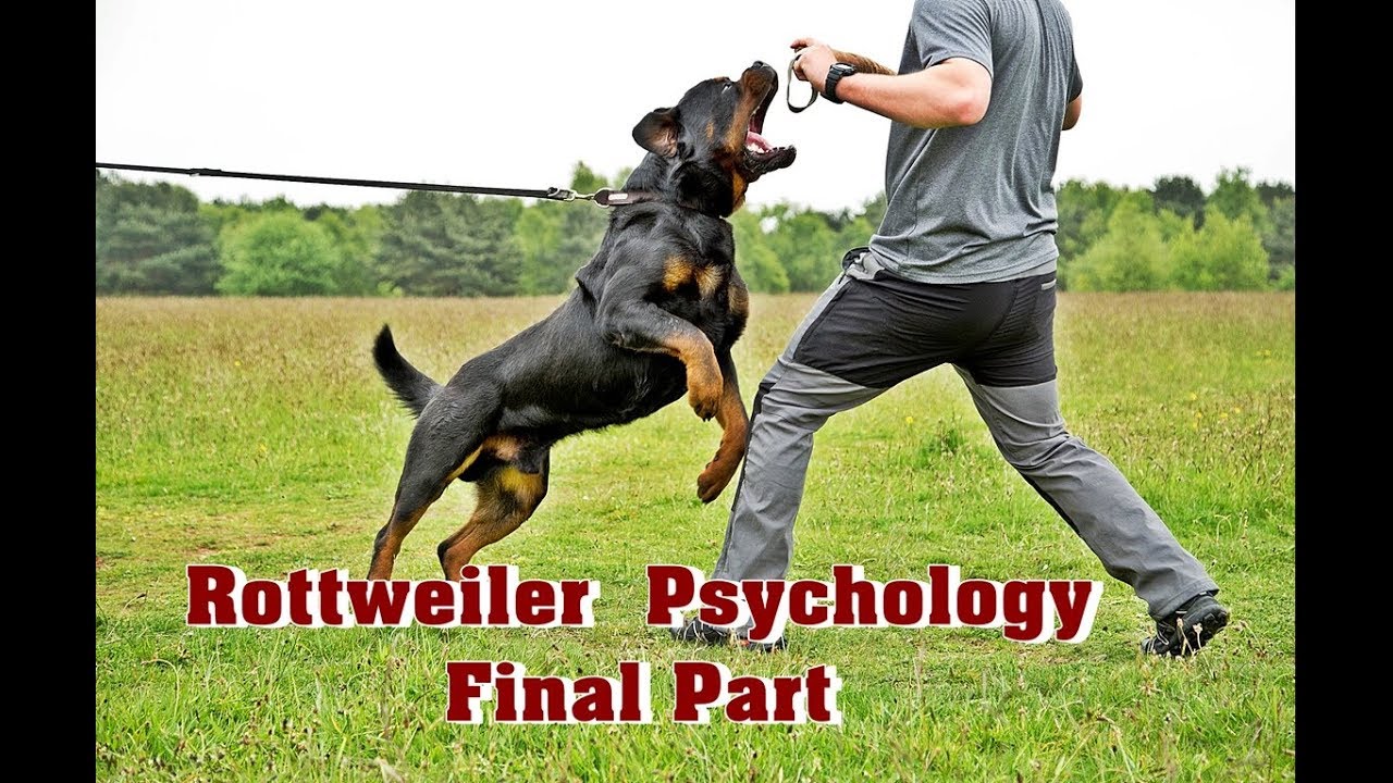 ராட்வீலர் நாய்களின் உண்மை முகமும், மனவியலும்| Rottweiler  Psychology Final Part